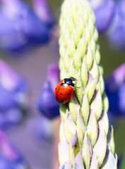 Ladybug on a meadow, macro of a bug insect, beetle climbing up a flower, coccinellidae