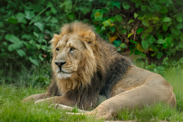 Beautiful male Asiatic lion, lying down, resting in the grass,