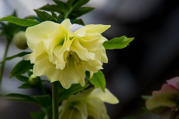 春の庭に咲く黄色のクリスマスローズ