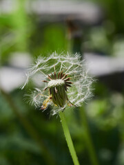 Dandelion close up on green blurred background