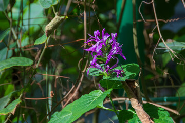 森の中で咲く紫の花