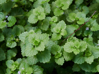 Herb wall, plant wall, natural green wallpaper and background. nature wall. Nature background of green forest