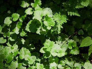 Herb wall, plant wall, natural green wallpaper and background. nature wall. Nature background of green forest