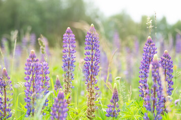 Wild lupins on a meadow in Germany, purple colored flowers in summer, lupine field blooming