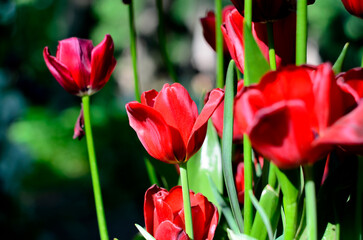 Group of red tulips shot closeup with bright colors and selective focus. Bright blooming red flowers