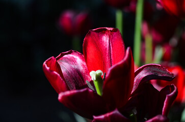 Blooming maroon tulip on a dark background taken closeup. Focusing on a separate dark red flower with a blurred background