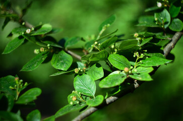 Fresh shrub leaves with small flowers. Close-up nature photography with bright colors. The botanical name of the species is cotoneaster
