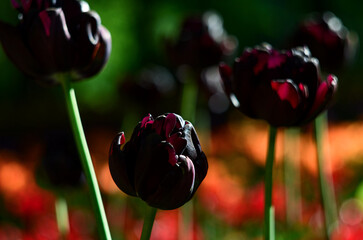 Maroon tulips taken close up with selective focusing. Wine-colored buds on a blurred background of grass and other flowers