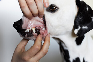 Cleaning dog teeth service. Close-up of dog teeth © Надежда Шеймо