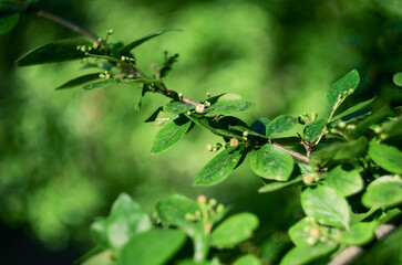 Branch of a shrub with young and fresh leaves taken closeup. Fresh spring foliage with bright colors. The botanical name of the species is cotoneaster