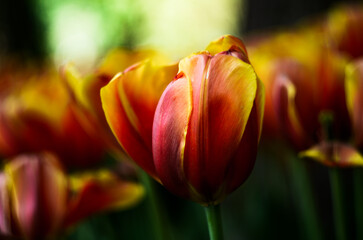 Beautiful bright and delicate red-orange tulip. Flower bud shot up close with a bokeh effect and a blurred background
