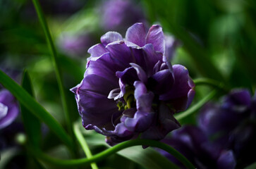A closeup view at the beautiful purple peony-shaped tulip. Separated pale flower surrounded by grass in dark tones