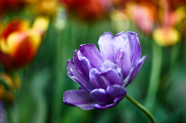 Separate bright purple peony-shaped tulip on a blurred background of other colors. A beautiful purple flower in the garden in closeup view
