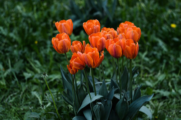 A group of beautiful bright orange tulips in the garden. A bed of orange flowers in the field