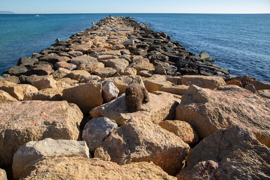 Spanish Water Dog on Rock Breakwater, El Campello; Alicante; Spain