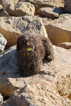 Spanish Water Dog on Rock in El Campello; Alicante; Spain