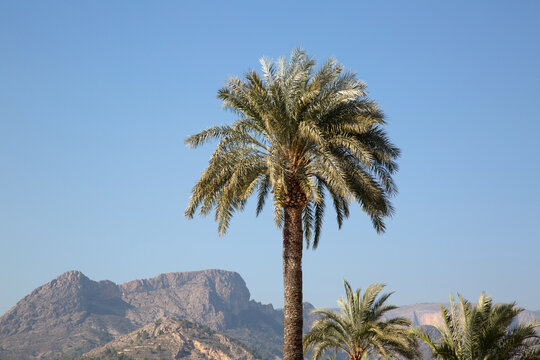 Palm Tree and Mountains in Finestrat; Benidorm; Alicante; Spain