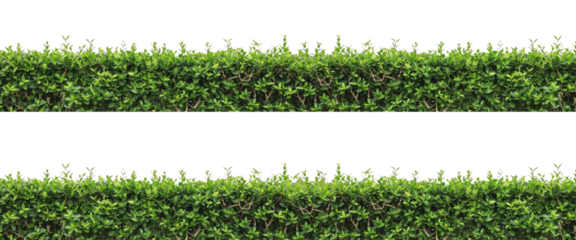 Green trimmed bush hedge fencing on transparent background.
