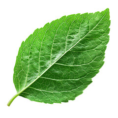 Obraz premium Green leaf die cut PNG style isolated on white and transparent background