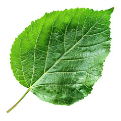 Obraz premium Green leaf die cut PNG style isolated on white and transparent background