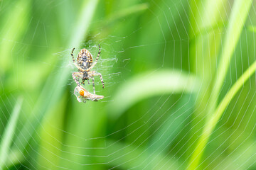 Araneus diadematus with a dead fly insect in the spider web, european garden spider, cross...