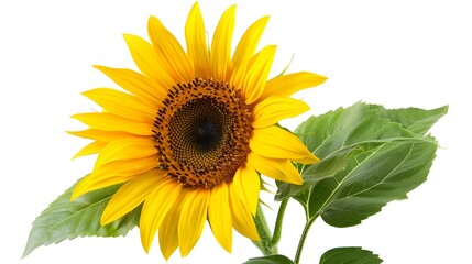 Fototapeta premium Stunning Close-up Shot of a Sunflower in Bloom with Vibrant Petals and Warm Sunlight