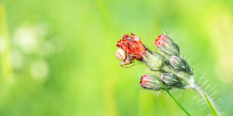 Swamp crab spider, xysticus ulmi, insect on a thistle flower on a green meadow, animal of damp habitants