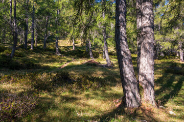 beautiful coniferous forest on the mountain slope