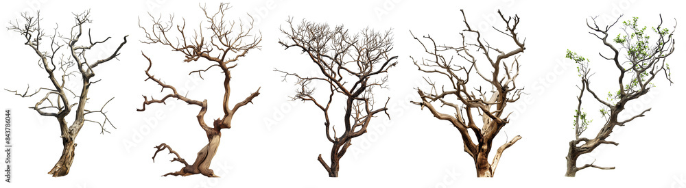 Poster set of dead tree with branches isolated on transparent or white background