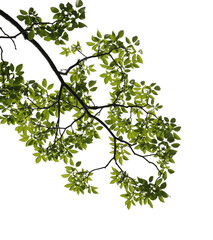 Green leaves with branch on transparent background (PNG file).
