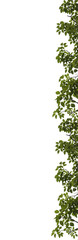 Green leaves with branch on transparent background (PNG file).