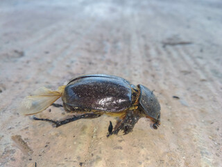 dead coconut rhino beetle on concrete