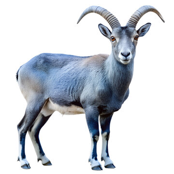 a single adult bharal standing and facing the camera. The bharal has a prominent pair of curved horns, a grey coat with darker patches on its back, and white markings on its legs