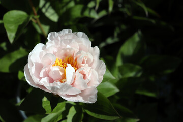 Blushing Princess peony © avoferten