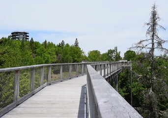 Fototapeta premium the tree top walking path in the Laurentian mountain 
