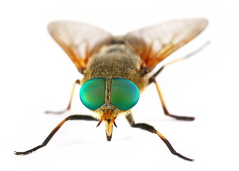Common horse fly or notch-horned cleg fly isolated on white, Haematopota pluvialis, side view