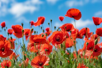Vibrant Red Poppy Field Under Clear Blue Sky - Ideal for Nature Posters, Print Design