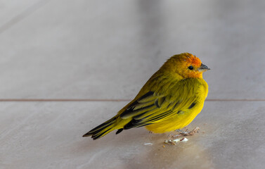 canary alone on a floor