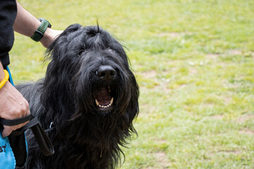 Bree shepherd dog, black in color and with a bow on its head