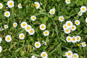 White Daisy Flowers Blooming on a Green Grass Lawn