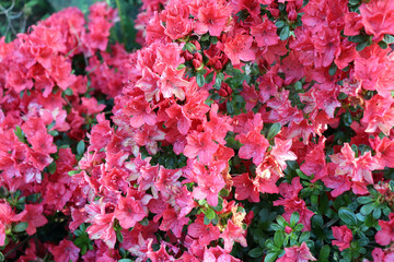 Big pink azalea or Rhododendron in an organic garden. Season of flowering azaleas. Azaleas are shade tolerant flowering shrubs in the genus Rhododendron. Blurred background.