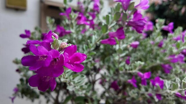 Blooming purple sage, texas ranger, silverleaf or white sage in the garden.