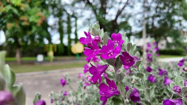Blooming purple sage, texas ranger, silverleaf or white sage in the park.