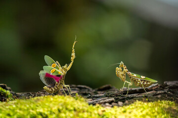 A mantis was emerging from the niche of the tree. Flower mantis Defense were fighting on the mossy log.