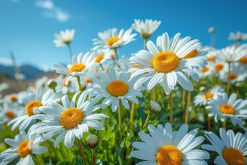 Fototapeta premium Field of Daisies Beneath Blue Sky