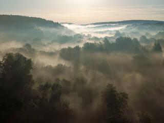 A foggy morning in a forest
