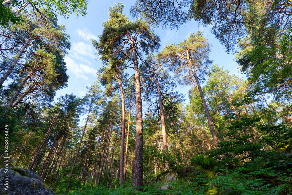 Canvas Prints denecourt forest path 12 in the hill of the canon rock. fontainebleau forest