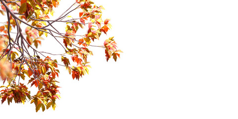 Autumn leaves tree branches isolated on white