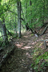 Obraz premium path in the woods