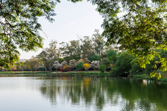 paisagem do parque com muitas &aacute;rvores
